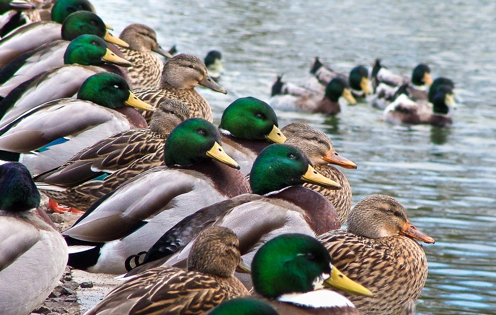 Beatrice Fed the Ducks on Monday
