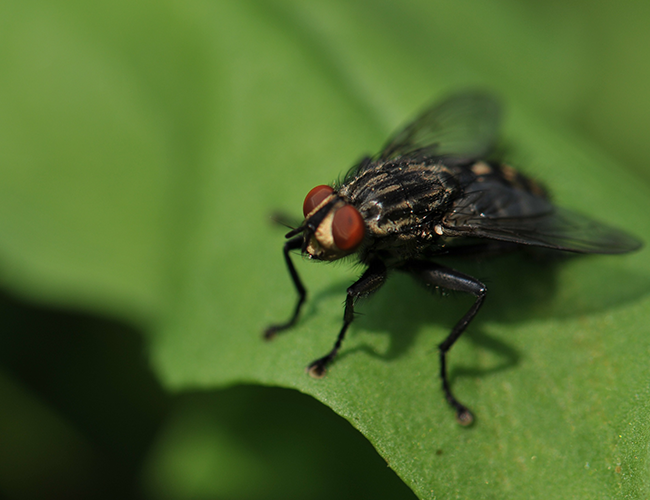The Fly