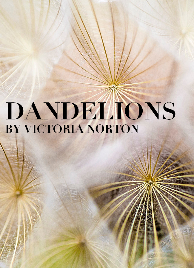 Dandelions