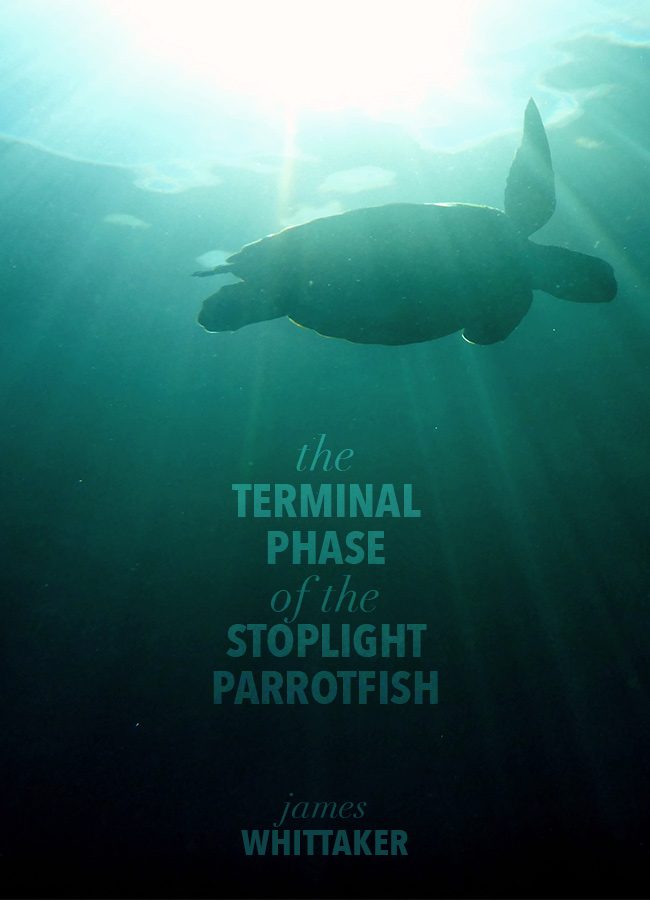 The Terminal Phase of the Stoplight Parrotfish
