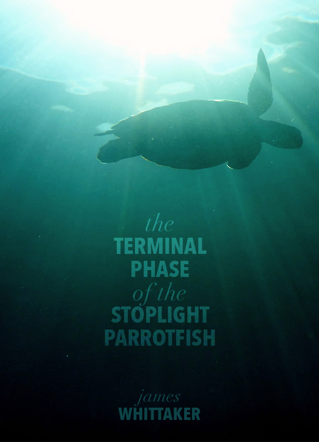 The Terminal Phase of the Stoplight Parrotfish
