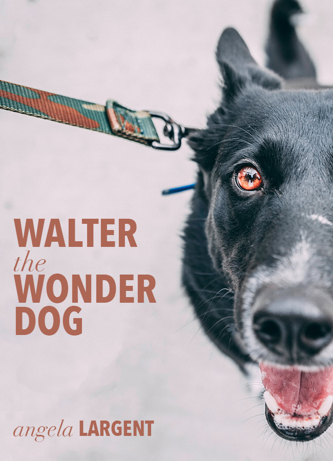 Walter the Wonder Dog